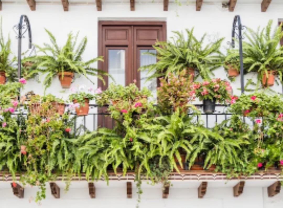 Consejos para Propietarios en México: Las Mejores Plantas para Jardines en Terrazas